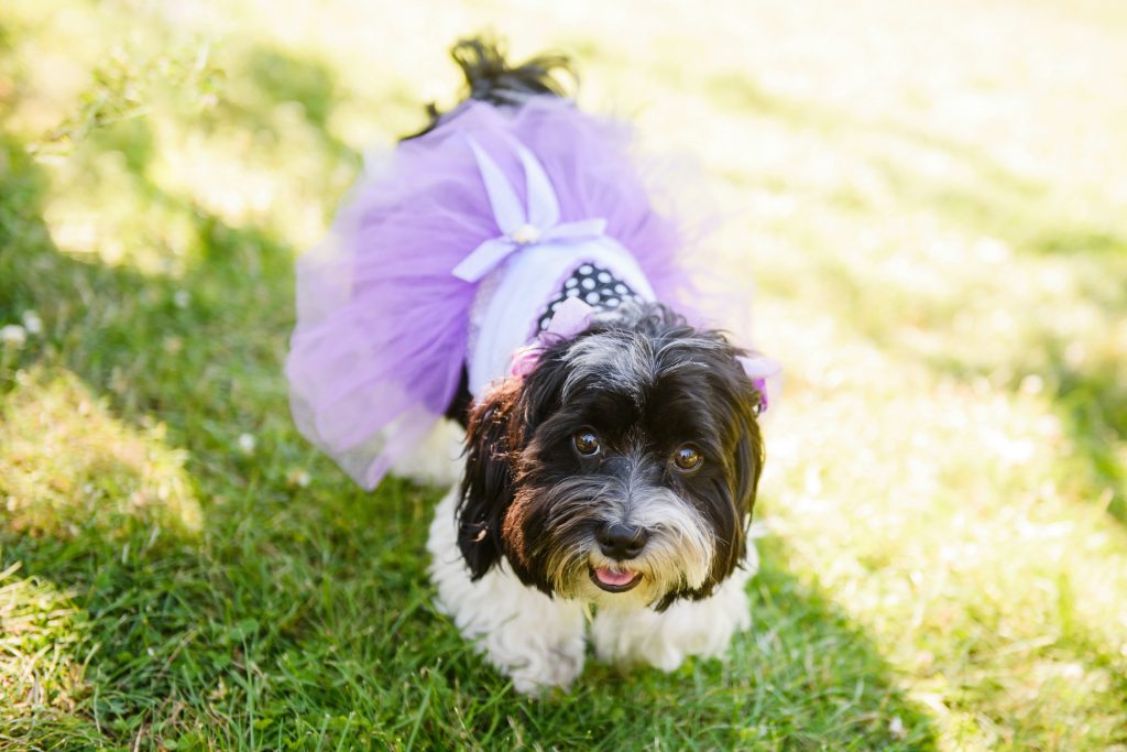 wedding dog