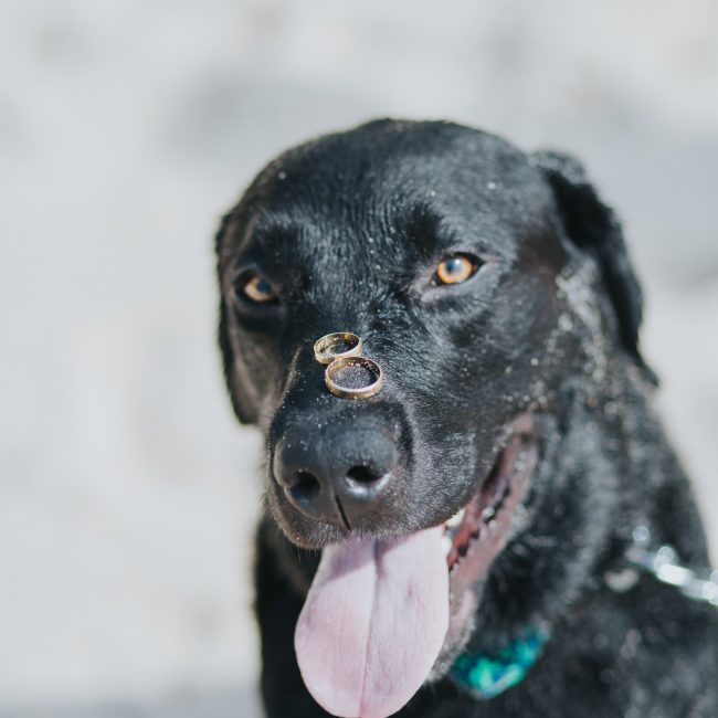 wedding dog sitter