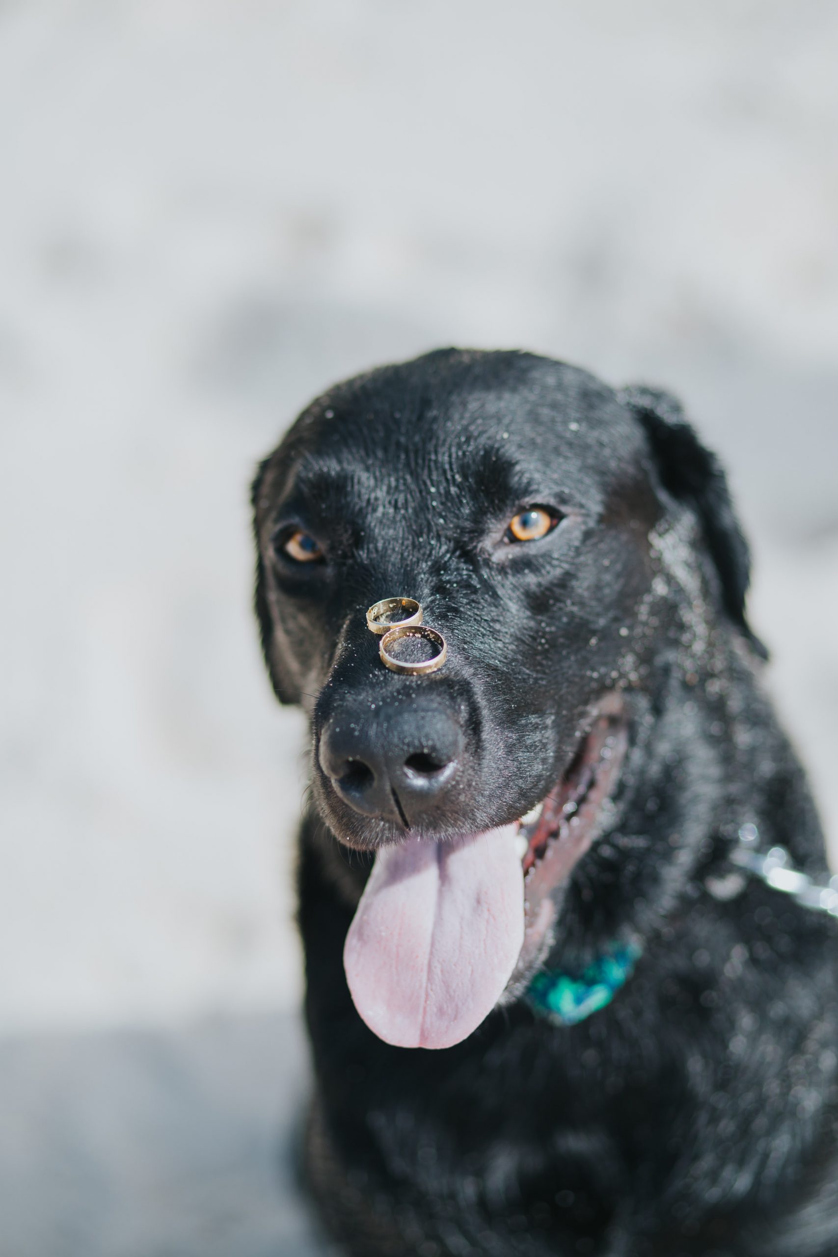 wedding dog sitter